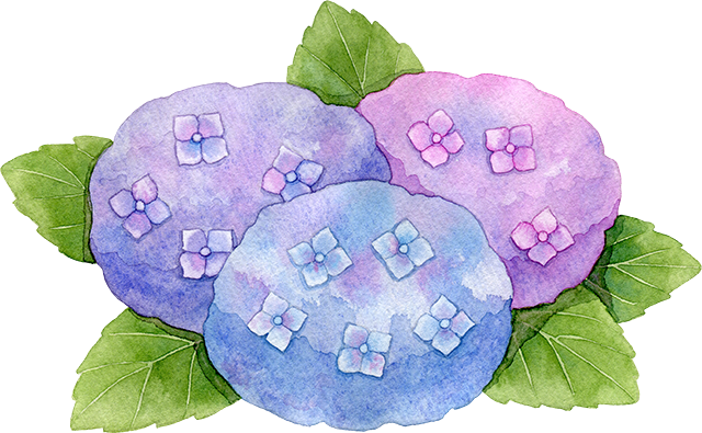 №553紫陽花のイラスト