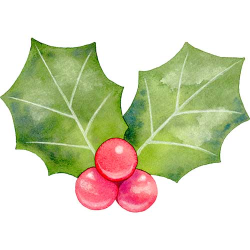 №589【クリスマス】葉っぱが2枚付いた西洋柊(ヒイラギ)のイラスト