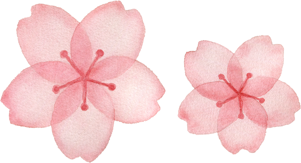 桜の花の水彩イラスト