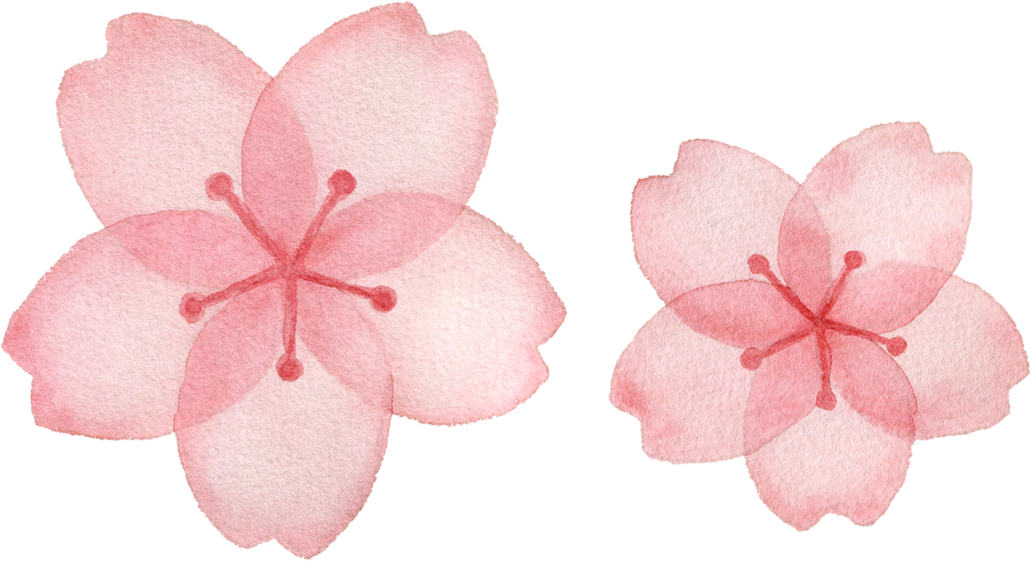 桜の花の水彩イラスト 水彩の挿し絵屋さん