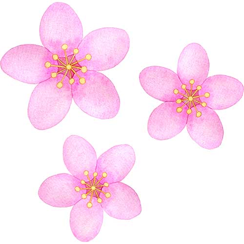 №515一重咲きの桃の花のイラスト