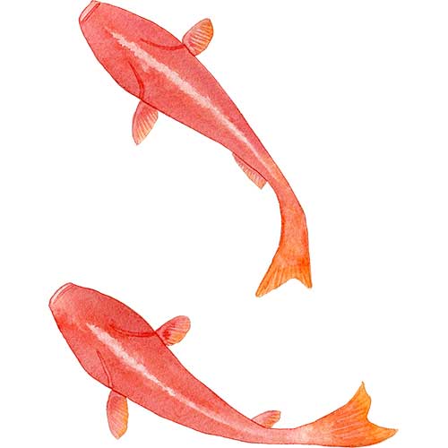 №362上から見た2匹の金魚(和金)のイラスト