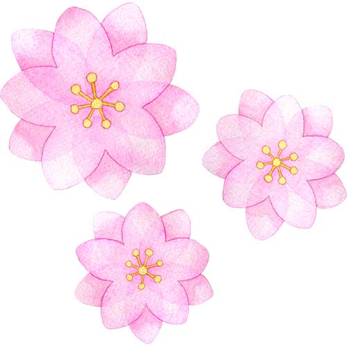 №514八重咲きの桃の花のイラスト